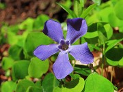22 Fiore di pervinca